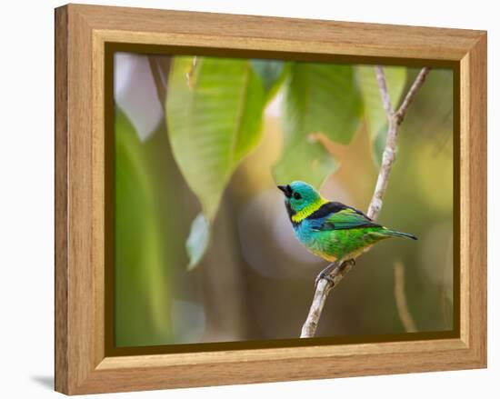 A Green-Headed Tanager in a Tropical Environment in Ubatuba, Brazil-Alex Saberi-Framed Premier Image Canvas