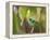 A Green-Headed Tanager in a Tropical Environment in Ubatuba, Brazil-Alex Saberi-Framed Premier Image Canvas