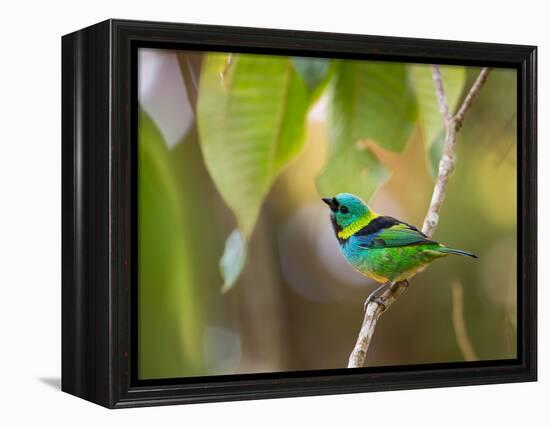 A Green-Headed Tanager in a Tropical Environment in Ubatuba, Brazil-Alex Saberi-Framed Premier Image Canvas