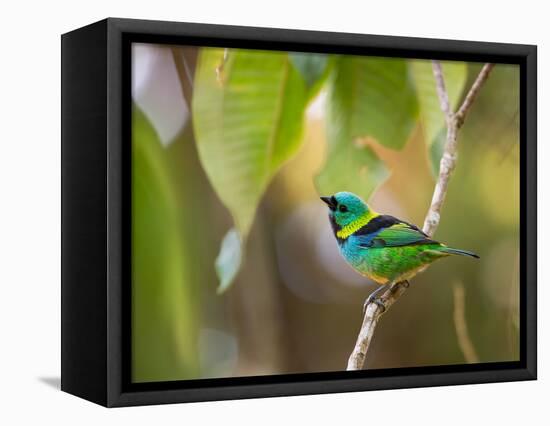 A Green-Headed Tanager in a Tropical Environment in Ubatuba, Brazil-Alex Saberi-Framed Premier Image Canvas