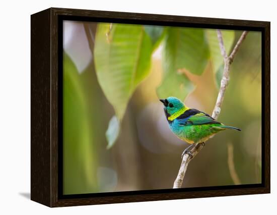 A Green-Headed Tanager in a Tropical Environment in Ubatuba, Brazil-Alex Saberi-Framed Premier Image Canvas