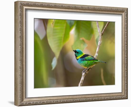 A Green-Headed Tanager in a Tropical Environment in Ubatuba, Brazil-Alex Saberi-Framed Photographic Print