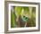 A Green-Headed Tanager in a Tropical Environment in Ubatuba, Brazil-Alex Saberi-Framed Photographic Print