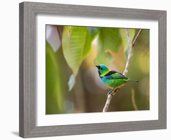 A Green-Headed Tanager in a Tropical Environment in Ubatuba, Brazil-Alex Saberi-Framed Photographic Print