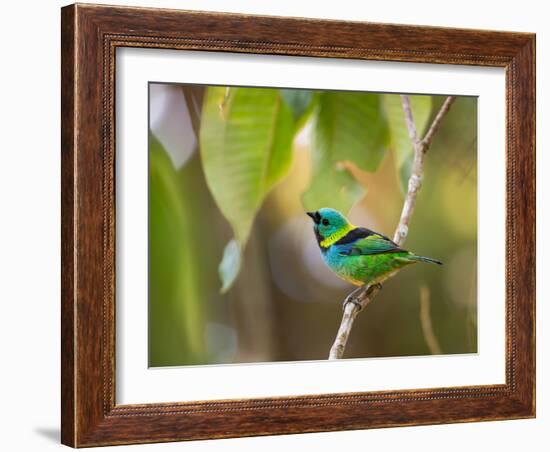 A Green-Headed Tanager in a Tropical Environment in Ubatuba, Brazil-Alex Saberi-Framed Photographic Print