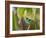 A Green-Headed Tanager in a Tropical Environment in Ubatuba, Brazil-Alex Saberi-Framed Photographic Print