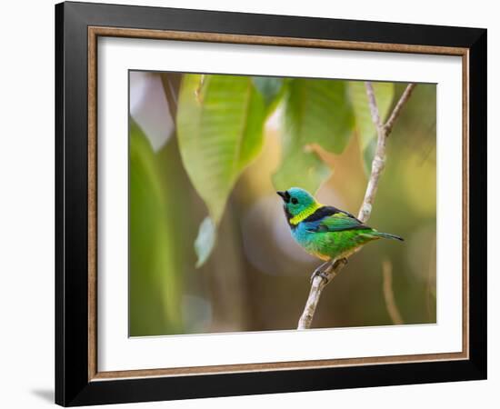 A Green-Headed Tanager in a Tropical Environment in Ubatuba, Brazil-Alex Saberi-Framed Photographic Print