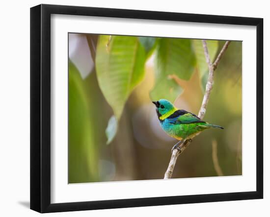 A Green-Headed Tanager in a Tropical Environment in Ubatuba, Brazil-Alex Saberi-Framed Photographic Print