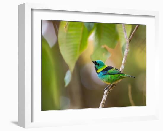 A Green-Headed Tanager in a Tropical Environment in Ubatuba, Brazil-Alex Saberi-Framed Photographic Print