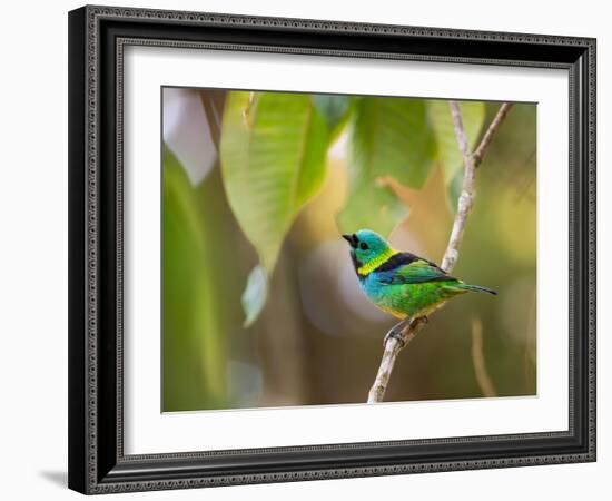 A Green-Headed Tanager in a Tropical Environment in Ubatuba, Brazil-Alex Saberi-Framed Photographic Print