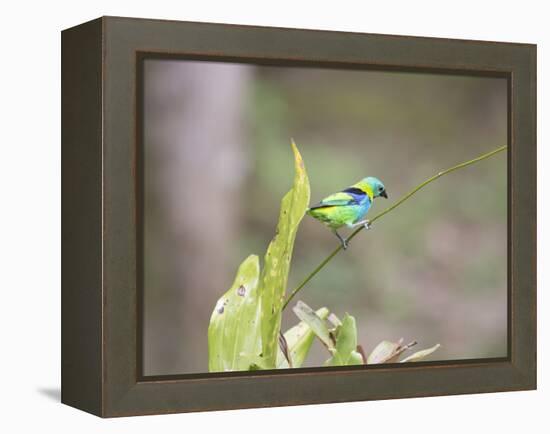 A Green Headed Tanager on a Branch-Alex Saberi-Framed Premier Image Canvas