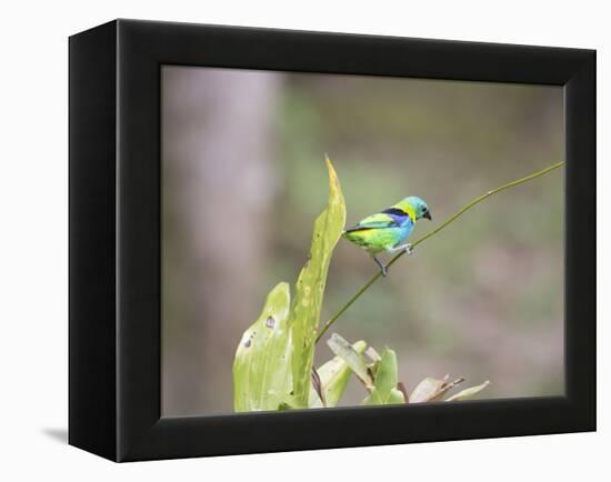 A Green Headed Tanager on a Branch-Alex Saberi-Framed Premier Image Canvas