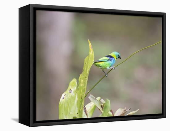 A Green Headed Tanager on a Branch-Alex Saberi-Framed Premier Image Canvas