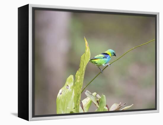 A Green Headed Tanager on a Branch-Alex Saberi-Framed Premier Image Canvas