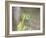 A Green Headed Tanager on a Branch-Alex Saberi-Framed Photographic Print