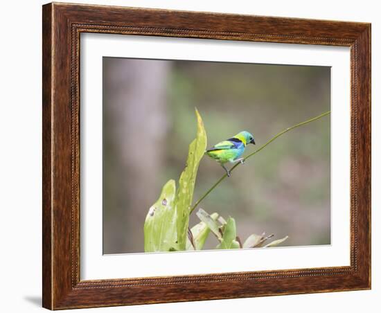 A Green Headed Tanager on a Branch-Alex Saberi-Framed Photographic Print