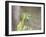 A Green Headed Tanager on a Branch-Alex Saberi-Framed Photographic Print
