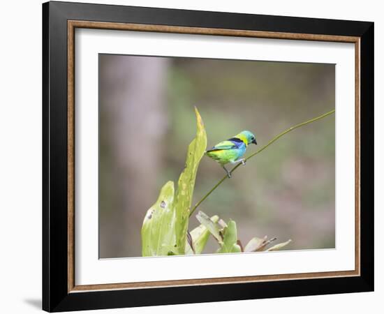 A Green Headed Tanager on a Branch-Alex Saberi-Framed Photographic Print