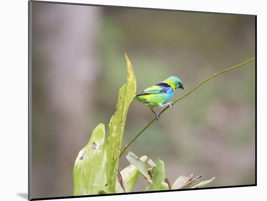 A Green Headed Tanager on a Branch-Alex Saberi-Mounted Photographic Print