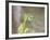 A Green Headed Tanager on a Branch-Alex Saberi-Framed Photographic Print