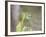 A Green Headed Tanager on a Branch-Alex Saberi-Framed Photographic Print