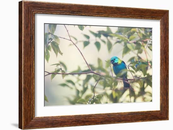 A Green-Headed Tanager Perching in a Tree in Ubatuba-Alex Saberi-Framed Photographic Print