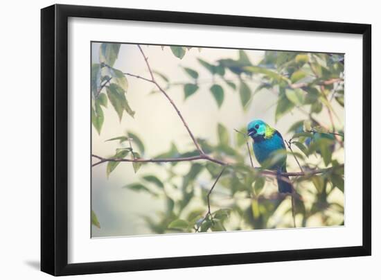 A Green-Headed Tanager Perching in a Tree in Ubatuba-Alex Saberi-Framed Photographic Print