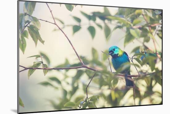 A Green-Headed Tanager Perching in a Tree in Ubatuba-Alex Saberi-Mounted Photographic Print