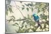 A Green-Headed Tanager Perching in a Tree in Ubatuba-Alex Saberi-Mounted Photographic Print