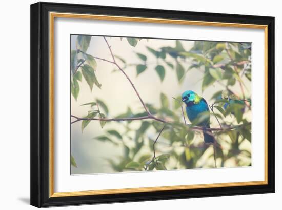 A Green-Headed Tanager Perching in a Tree in Ubatuba-Alex Saberi-Framed Photographic Print