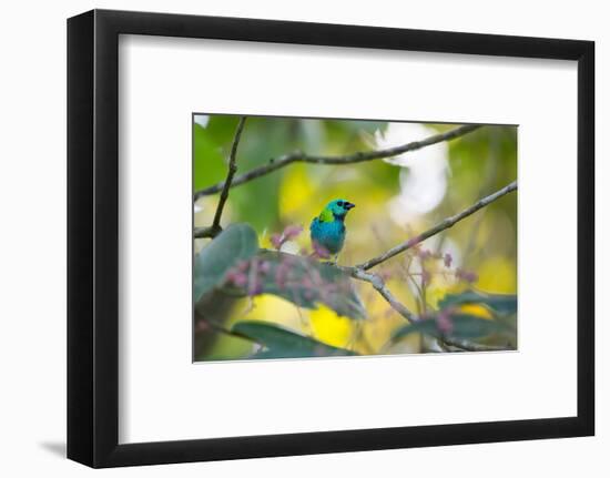 A Green-Headed Tanager Sitting on a Branch with Berries-Alex Saberi-Framed Photographic Print