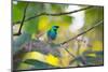 A Green-Headed Tanager Sitting on a Branch with Berries-Alex Saberi-Mounted Photographic Print