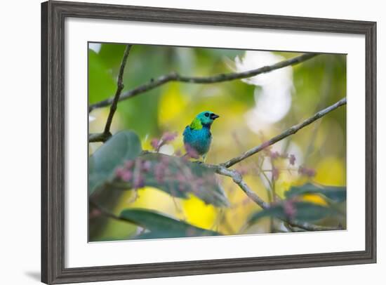 A Green-Headed Tanager Sitting on a Branch with Berries-Alex Saberi-Framed Photographic Print