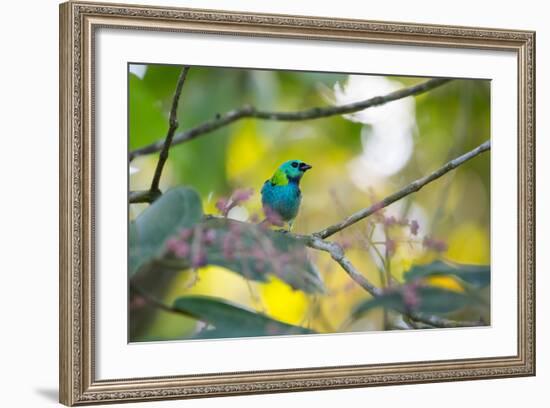 A Green-Headed Tanager Sitting on a Branch with Berries-Alex Saberi-Framed Photographic Print