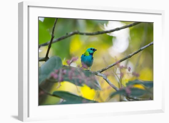 A Green-Headed Tanager Sitting on a Branch with Berries-Alex Saberi-Framed Photographic Print