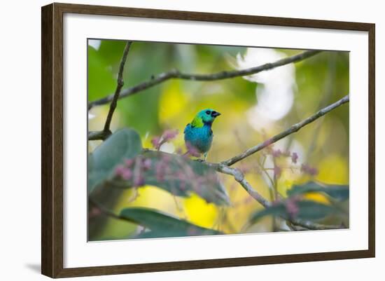 A Green-Headed Tanager Sitting on a Branch with Berries-Alex Saberi-Framed Photographic Print