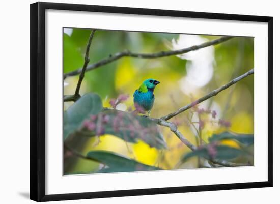 A Green-Headed Tanager Sitting on a Branch with Berries-Alex Saberi-Framed Photographic Print