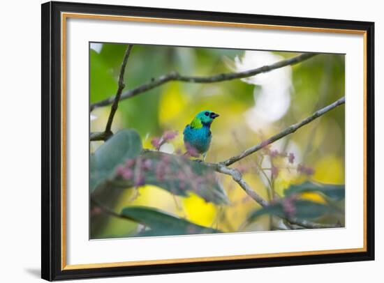 A Green-Headed Tanager Sitting on a Branch with Berries-Alex Saberi-Framed Photographic Print