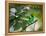 A Green-Headed Tanager, Tangara Seledon, in a Tree in Ubatuba-Alex Saberi-Framed Premier Image Canvas