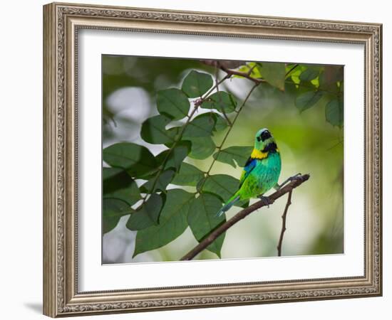 A Green-Headed Tanager, Tangara Seledon, in a Tree in Ubatuba-Alex Saberi-Framed Photographic Print