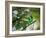 A Green-Headed Tanager, Tangara Seledon, in a Tree in Ubatuba-Alex Saberi-Framed Photographic Print