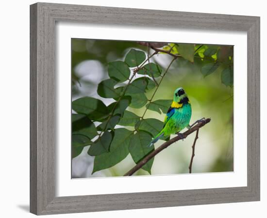 A Green-Headed Tanager, Tangara Seledon, in a Tree in Ubatuba-Alex Saberi-Framed Photographic Print