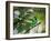 A Green-Headed Tanager, Tangara Seledon, in a Tree in Ubatuba-Alex Saberi-Framed Photographic Print