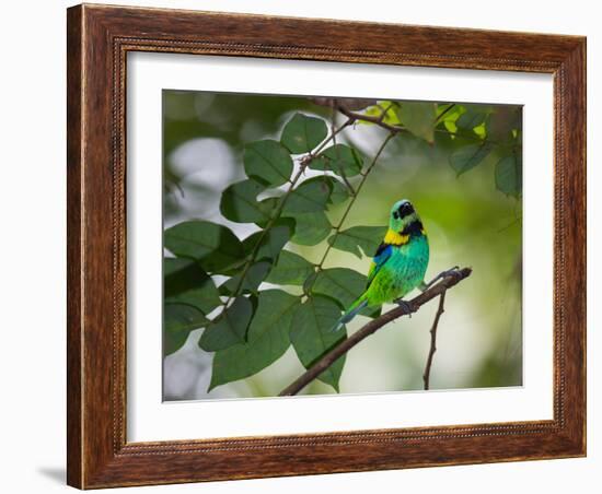 A Green-Headed Tanager, Tangara Seledon, in a Tree in Ubatuba-Alex Saberi-Framed Photographic Print