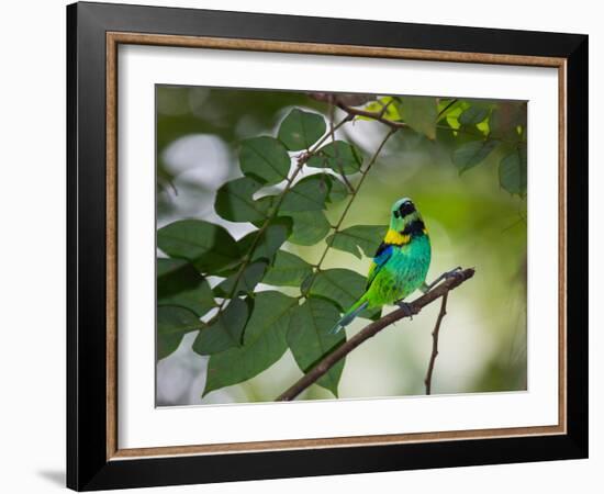 A Green-Headed Tanager, Tangara Seledon, in a Tree in Ubatuba-Alex Saberi-Framed Photographic Print