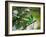 A Green-Headed Tanager, Tangara Seledon, in a Tree in Ubatuba-Alex Saberi-Framed Photographic Print