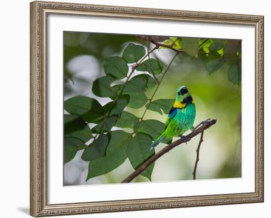 A Green-Headed Tanager, Tangara Seledon, in a Tree in Ubatuba-Alex Saberi-Framed Photographic Print