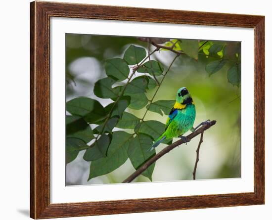 A Green-Headed Tanager, Tangara Seledon, in a Tree in Ubatuba-Alex Saberi-Framed Photographic Print