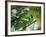 A Green-Headed Tanager, Tangara Seledon, in a Tree in Ubatuba-Alex Saberi-Framed Photographic Print