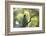 A Green Honeycreeper, Chlorophanes Spiza, Calls Out in Ubatuba, Brazil-Alex Saberi-Framed Photographic Print